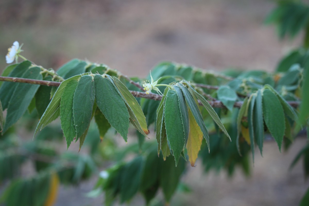 Muntingia calabura L.